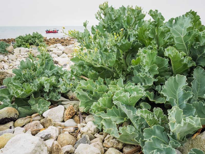 Brassicas (Cabbage Family)