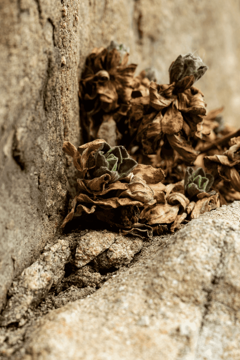 Breaking Dormancy Mid-Drought Drains The Plant