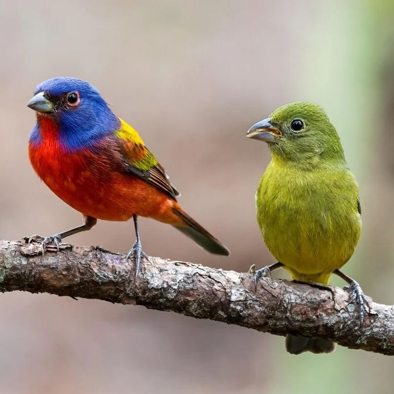 Breeding Activity Increases In Summer Breeding Activity Increases In Summer