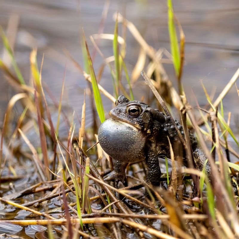 Breeding And Migration Behavior In Action