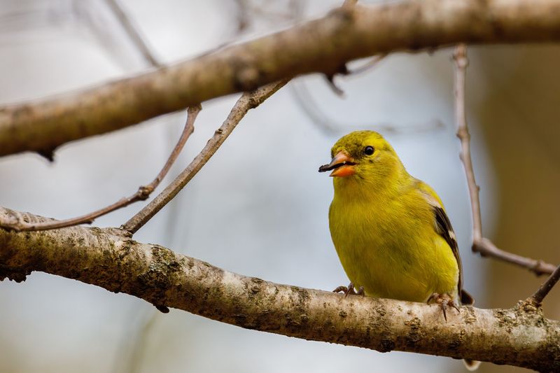 Breeding Season Is Active Breeding Season Is Active