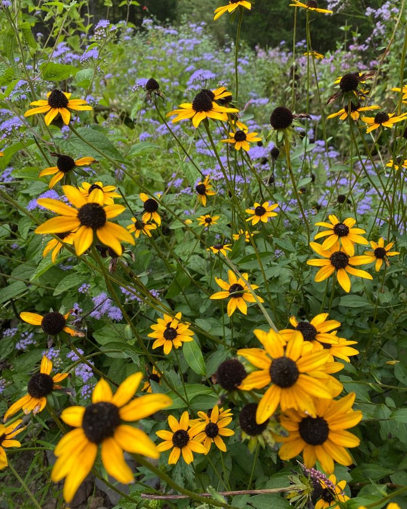 Bright Blooms Last Through Much Of Summer