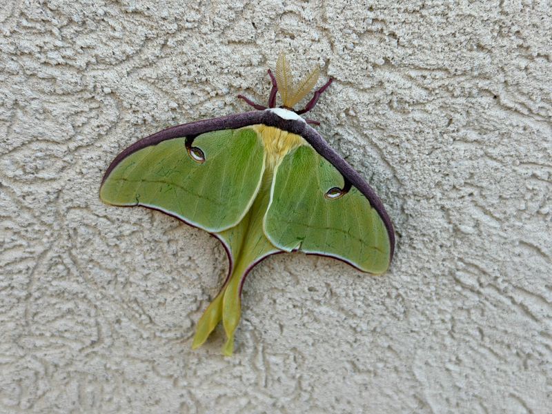 Bright Night Lights Disrupt Moths Bright Night Lights Disrupt Moths