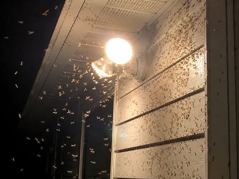 Bright Porch Lights Turn Yards Into Insect Hotspots
