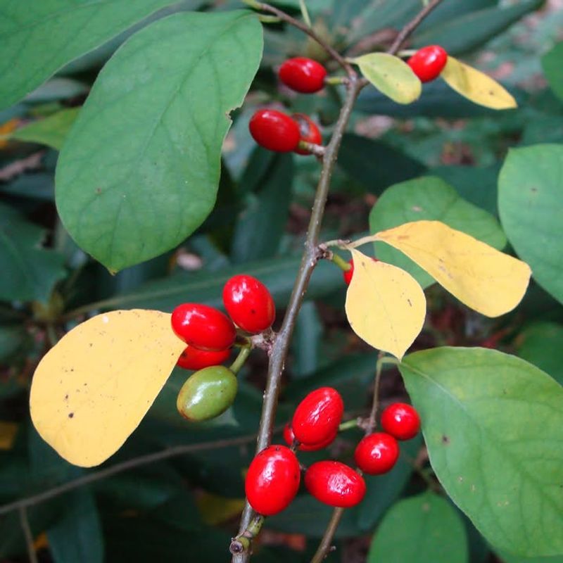 Bright Red Berries That Feed Wildlife Without Raising Tick Risk Bright Red Berries That Feed Wildlife Without Raising Tick Risk