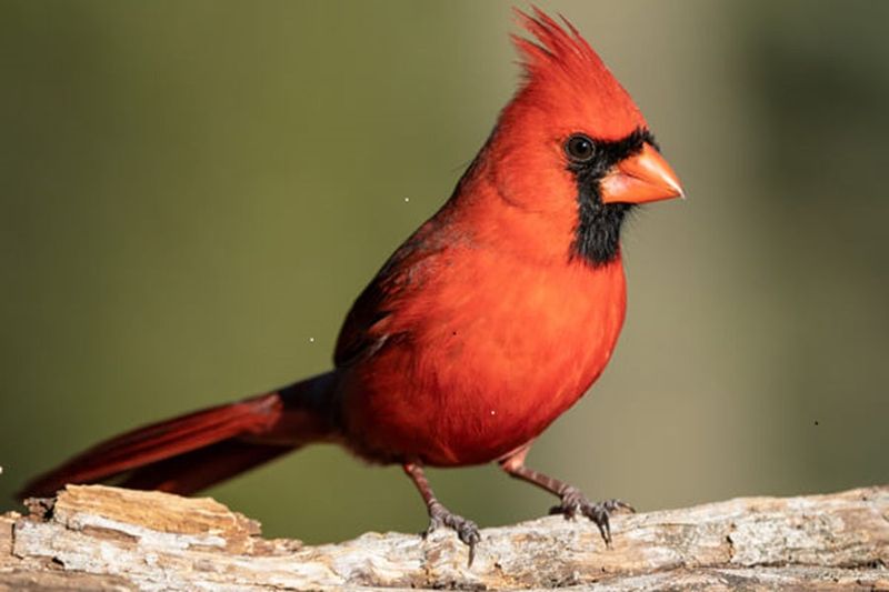 Bright Red Color Can Feel Like Hope Or Joy Bright Red Color Can Feel Like Hope Or Joy
