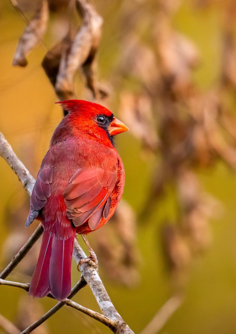 Bright Red Feathers Make The Moment Feel Personal