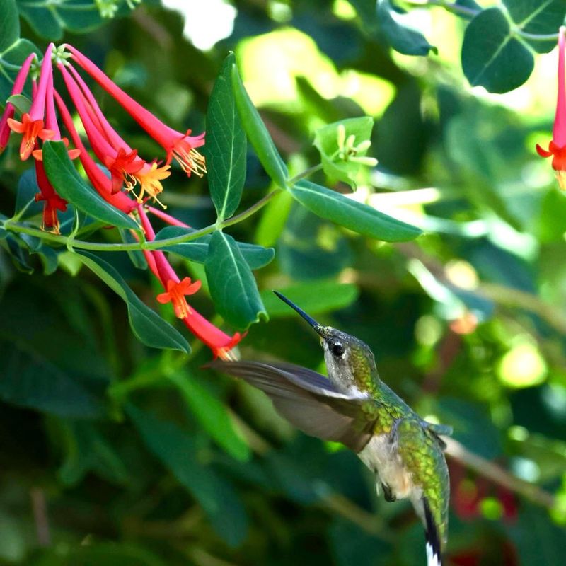 Bright Red Flowers Draw Hummingbirds Throughout The Growing Season Bright Red Flowers Draw Hummingbirds Throughout The Growing Season
