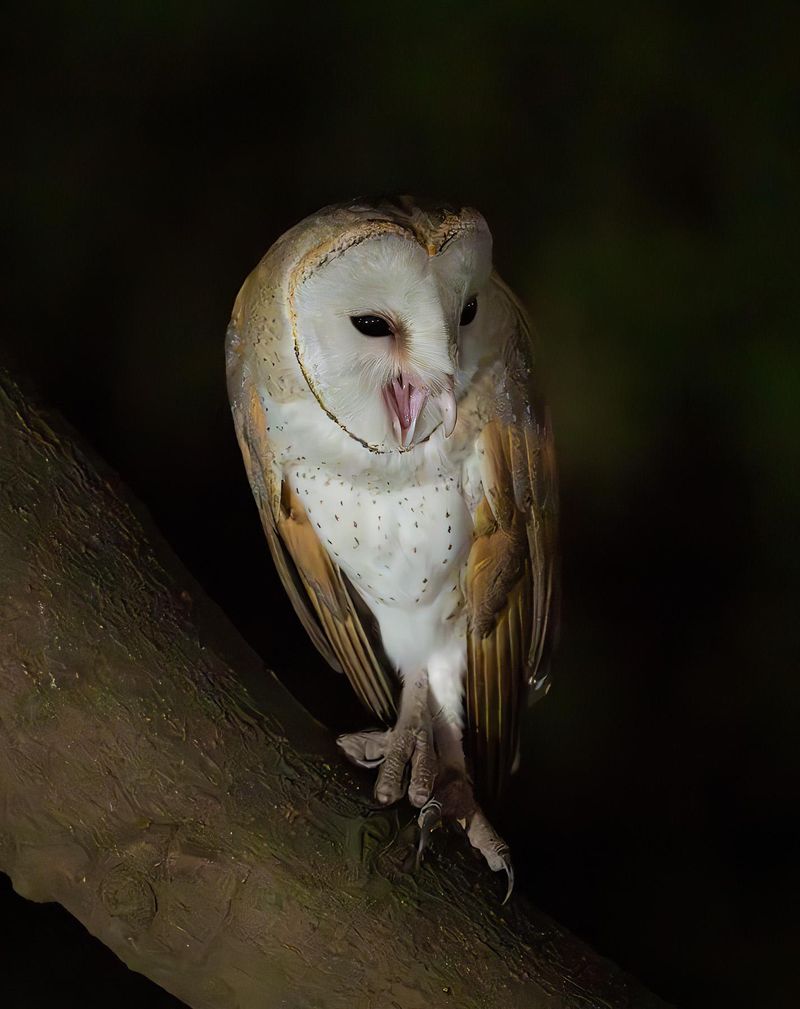 Bright Yard Lights Can Disrupt Night Hunting