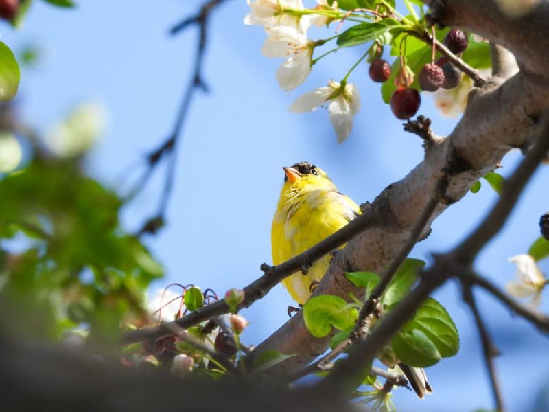 Bright Yellow Feathers Bring A Classic Sign Of Joy And Warmth