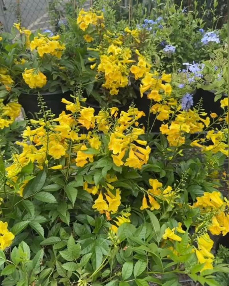 Bright Yellow Flowers Last For Months