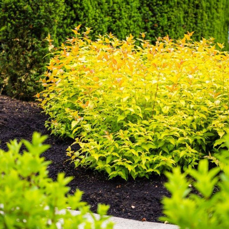 Bright Yellow Flowers That Bring Pollinators Straight To Your Yard