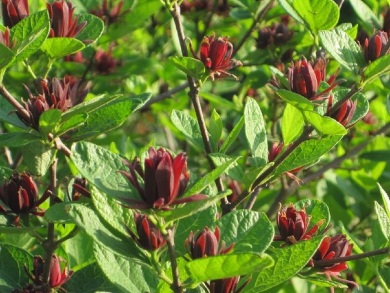 Bring More Pollinators Into The Garden