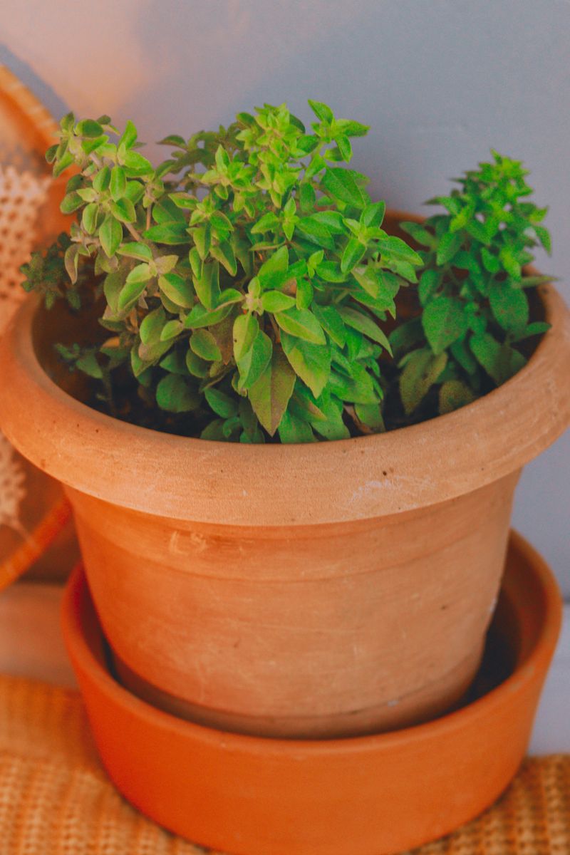 Bring Pots Indoors Before First Frost