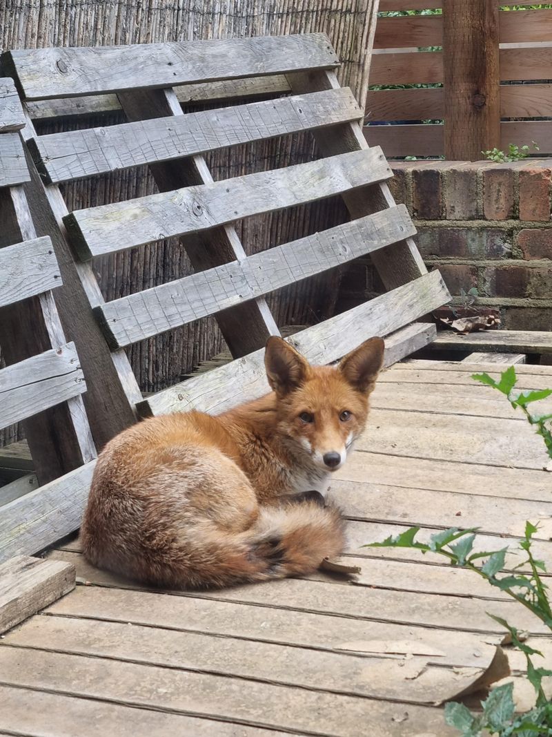 Bring Small Pets Indoors