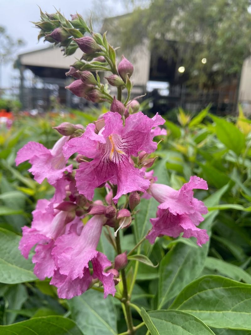 Brings Orchid Like Flowers Brings Orchid Like Flowers