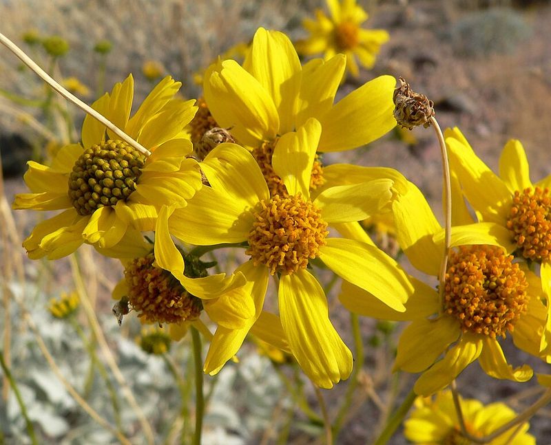 Brittlebush Adds Bright Color Without Regular Watering