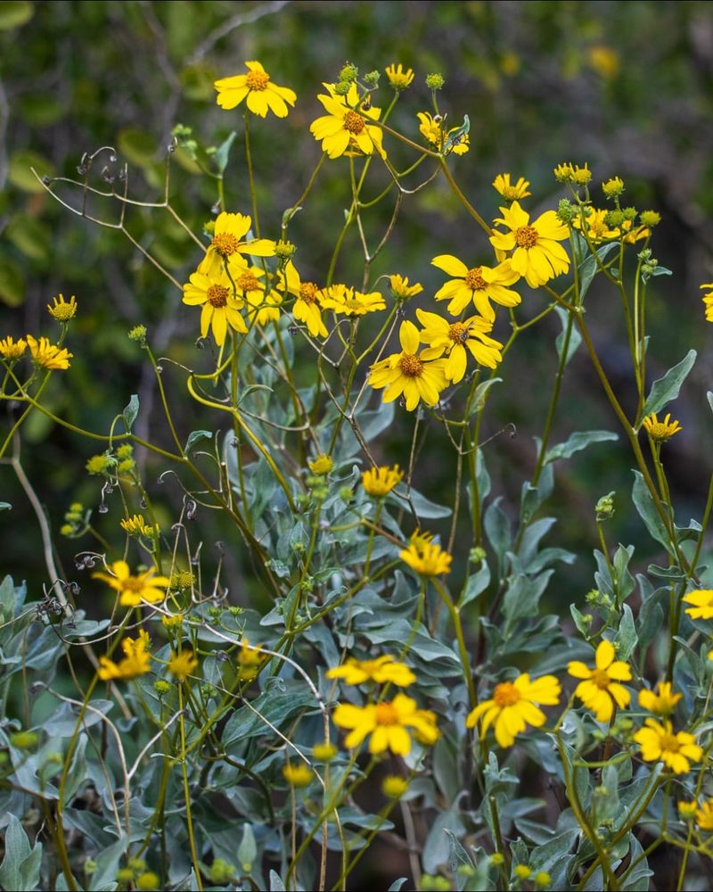Brittlebush Brings Seasonal Color With Minimal Moisture