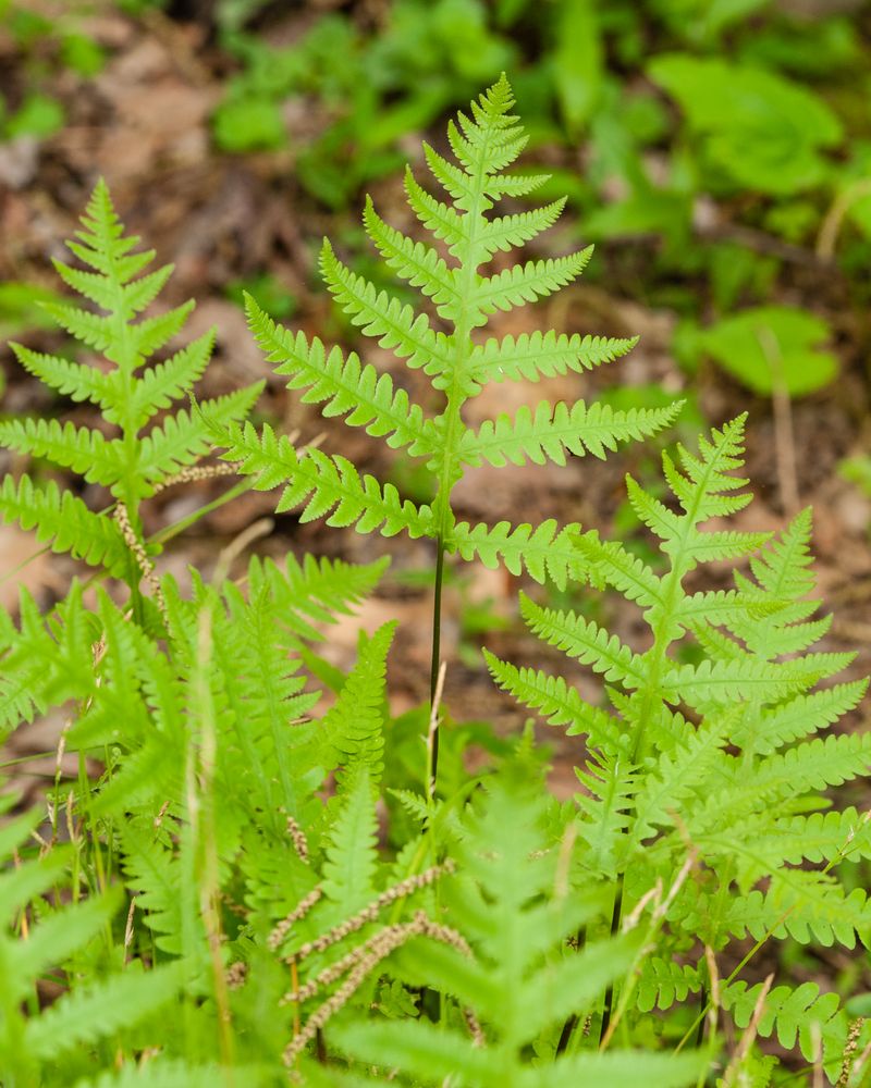 Broad Beech Fern Covers Shady Ground Broad Beech Fern Covers Shady Ground