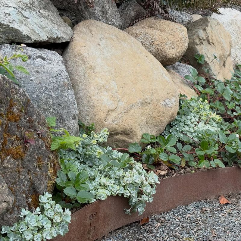 Broadleaf Stonecrop Handles Dry Gravelly Cracks Broadleaf Stonecrop Handles Dry Gravelly Cracks