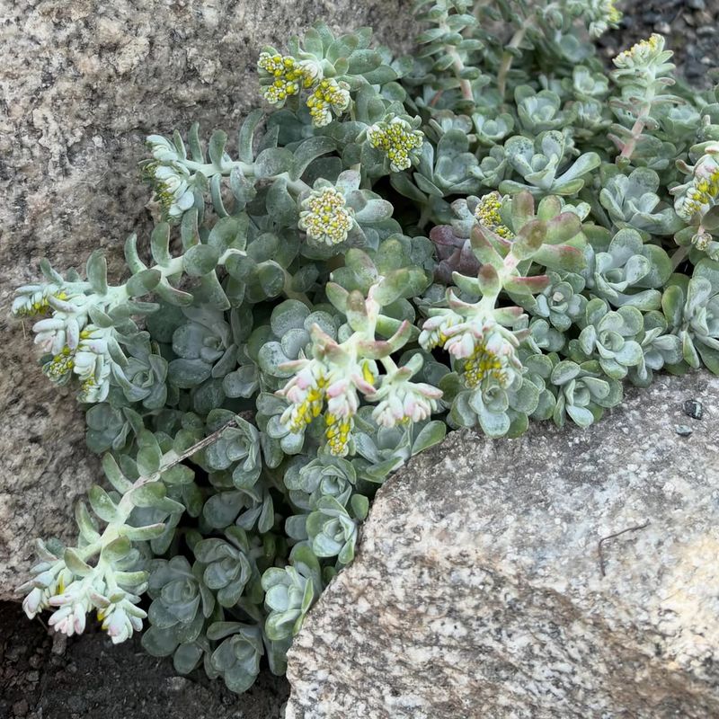 Broadleaf Stonecrop Tucks Into Rocky Gaps Broadleaf Stonecrop Tucks Into Rocky Gaps