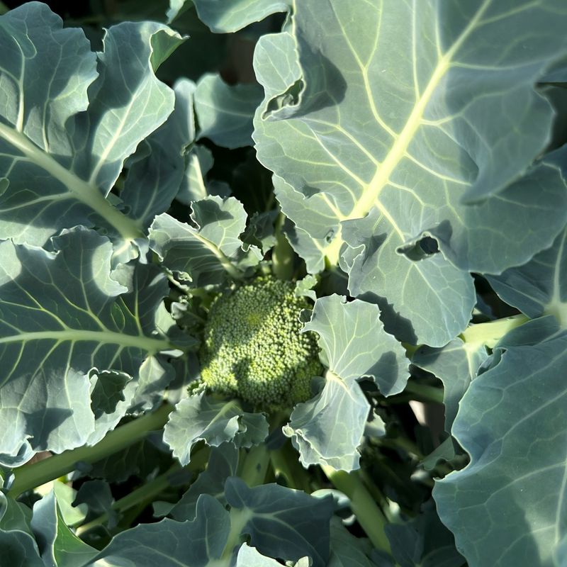 Broccoli 