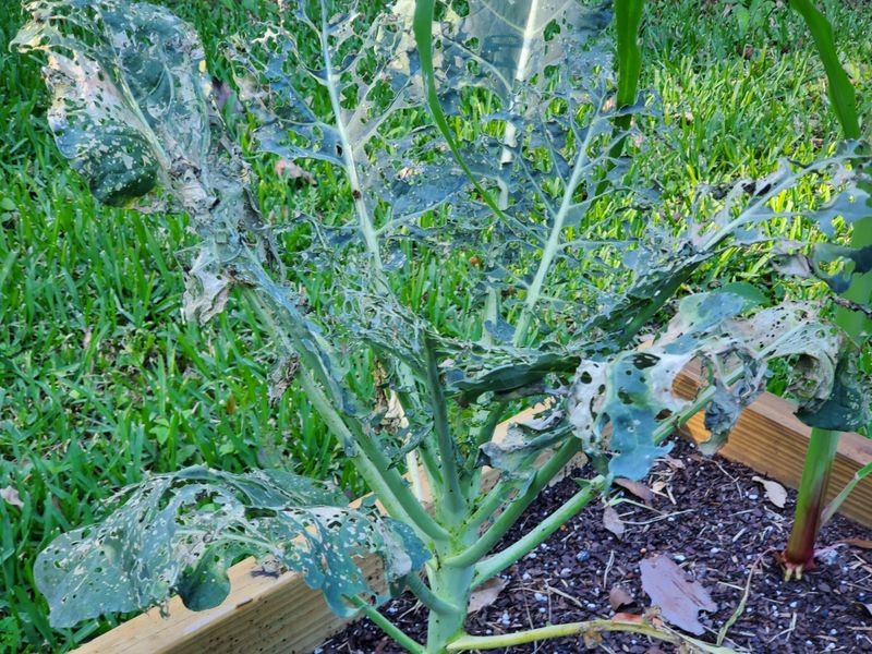 Broccoli And Kale Need Close Checks