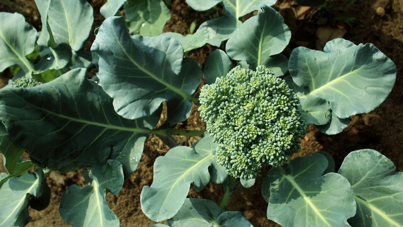 Broccoli Works Best With Careful Timing