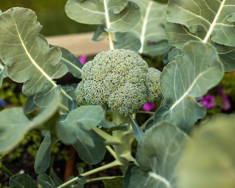 Broccoli Broccoli