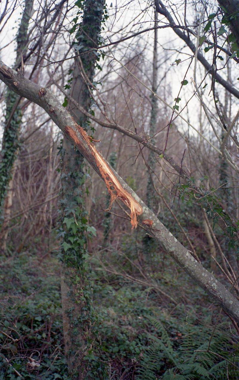 Broken Branches And Bent Stems Are Not Always A Lost Cause Broken Branches And Bent Stems Are Not Always A Lost Cause