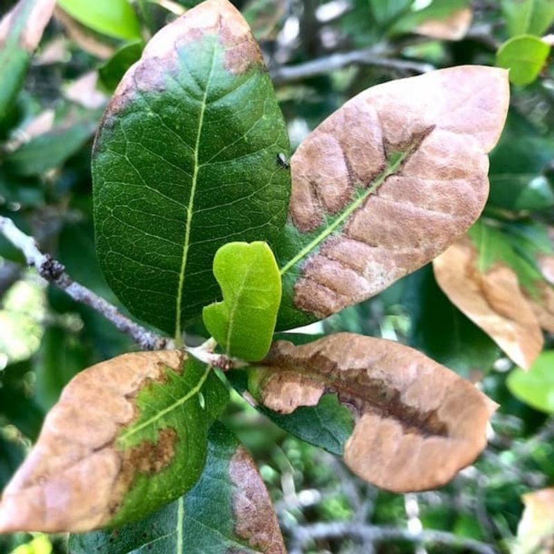 Bronze Or Brown Edges Spread Across Leaves Bronze Or Brown Edges Spread Across Leaves