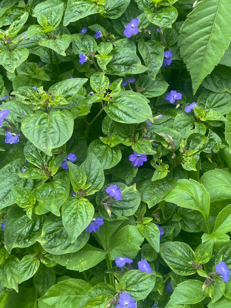 Browallia Adds Soft Blue Color