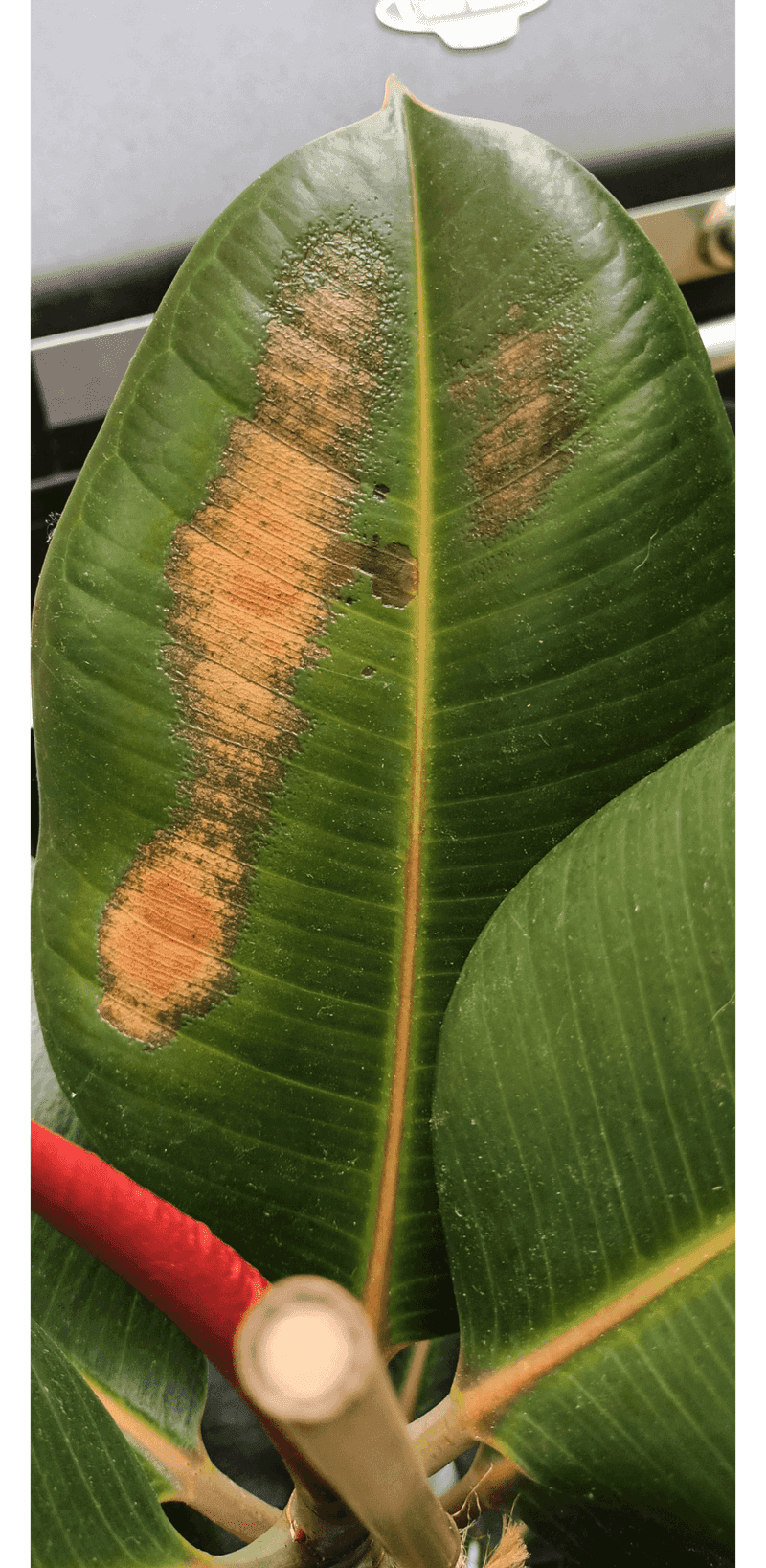 Brown Blotches Form Where Sun Hits Directly Brown Blotches Form Where Sun Hits Directly