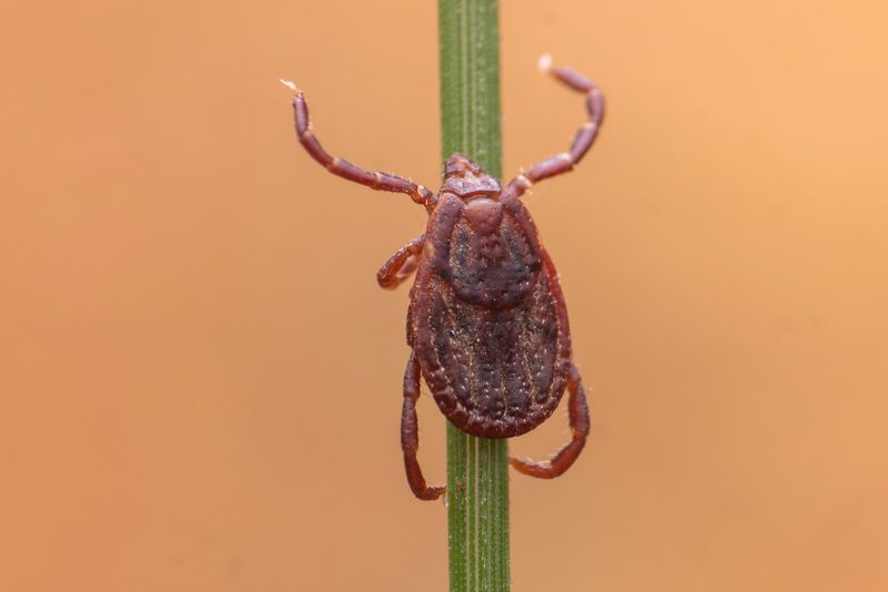 Brown Dog Tick (Rhipicephalus Sanguineus)
