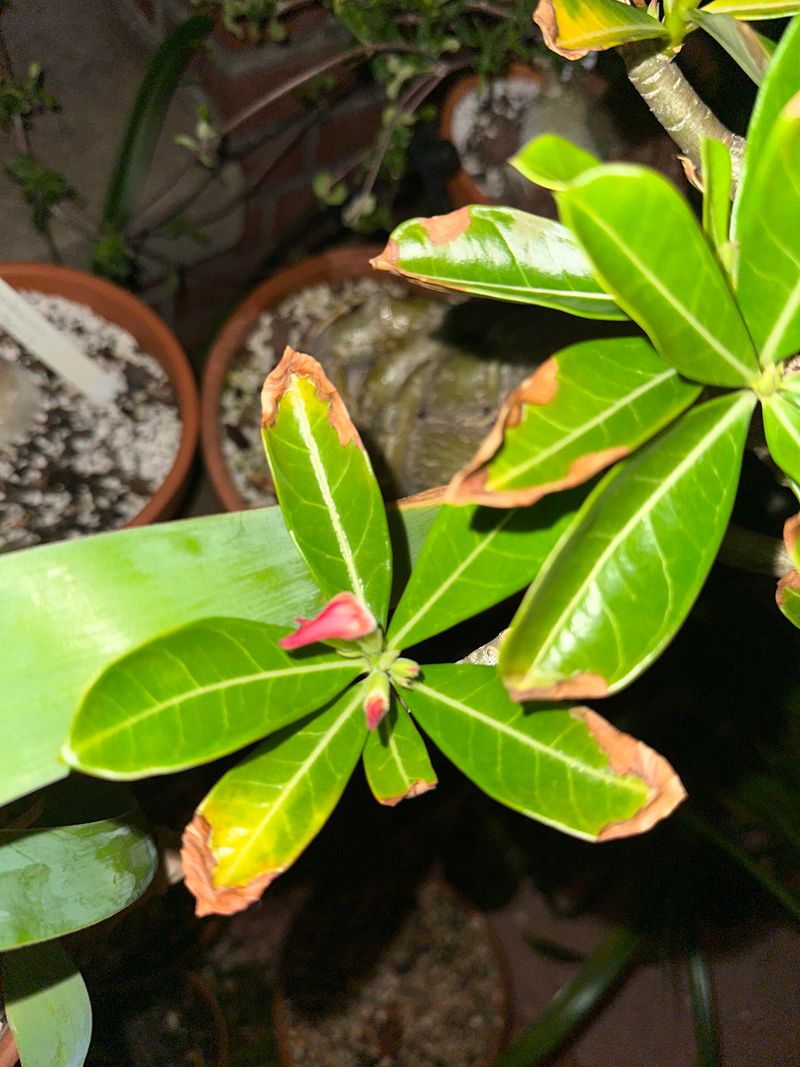 Brown Edges Show Heat Stress Early Brown Edges Show Heat Stress Early