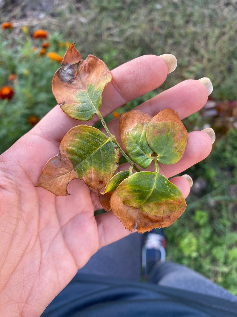 Brown Leaf Edges Signal Heat Stress Brown Leaf Edges Signal Heat Stress