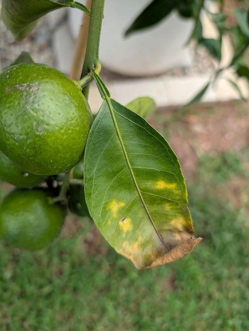 Brown Leaf Tips Often Signal Watering Problems