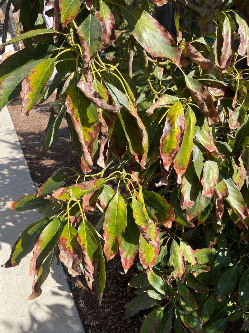 Brown Leaf Tips Usually Start Underground