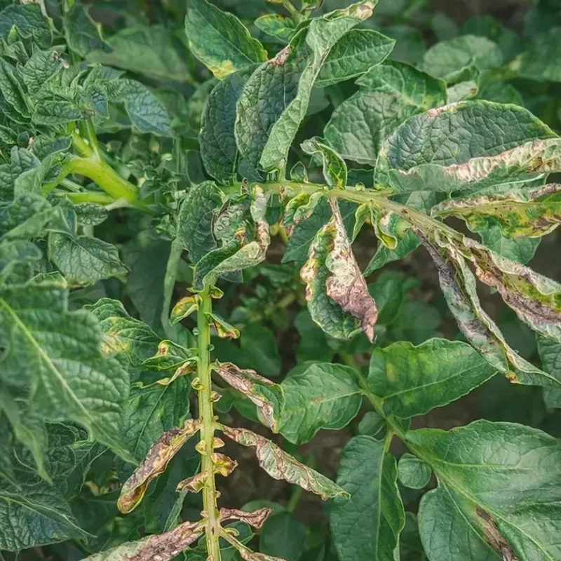 Brown Lesions On Stems