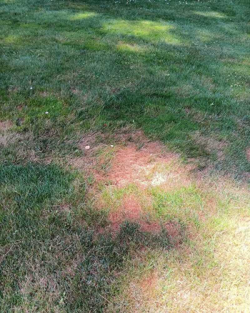 Brown Patch Fungus Is Spreading Brown Patch Fungus Is Spreading