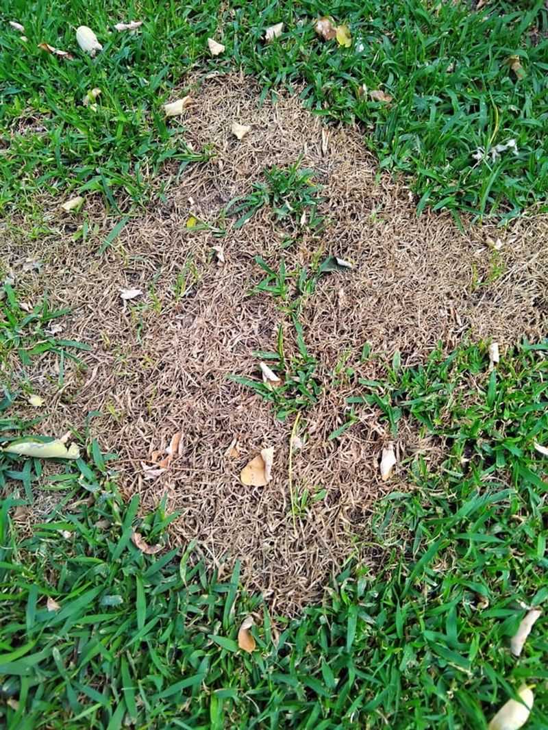 Brown Patches Appear In Your Lawn