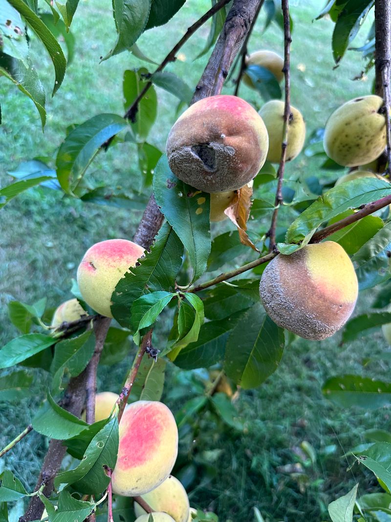 Brown Rot Loves Ripening Peaches Brown Rot Loves Ripening Peaches