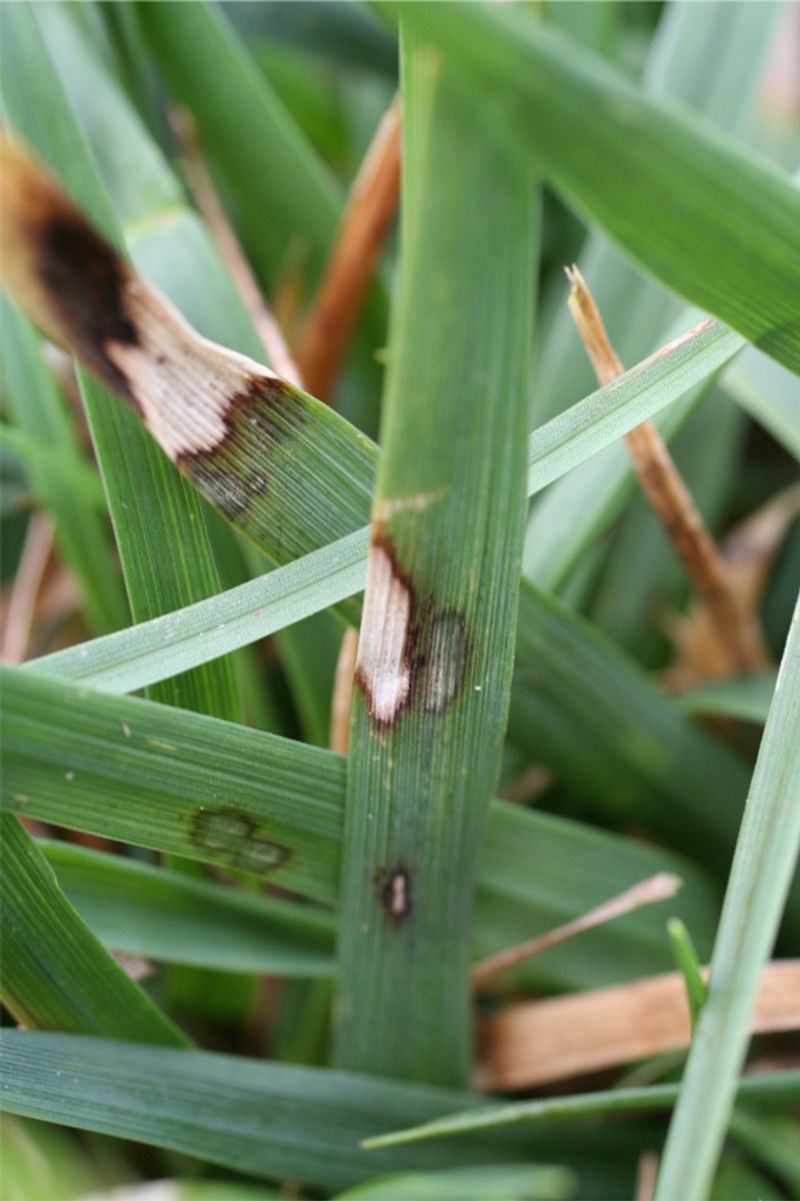Brown Spots On Grass Blades