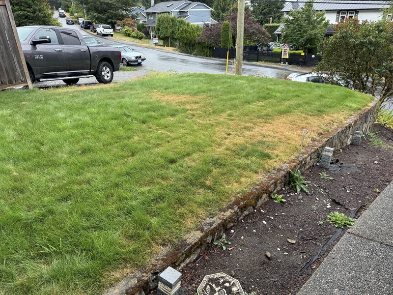 Brown Summer Lawns Are Gone Lawns