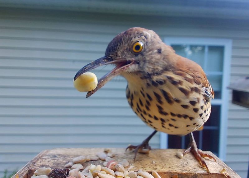 Brown Thrashers Scratch Through Leaf Litter Brown Thrashers Scratch Through Leaf Litter