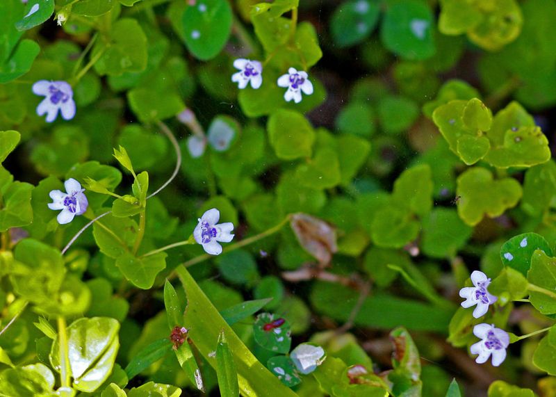 Browne's Savory Replaces Fussy Grass In Damp Spots Browne's Savory Replaces Fussy Grass In Damp Spots