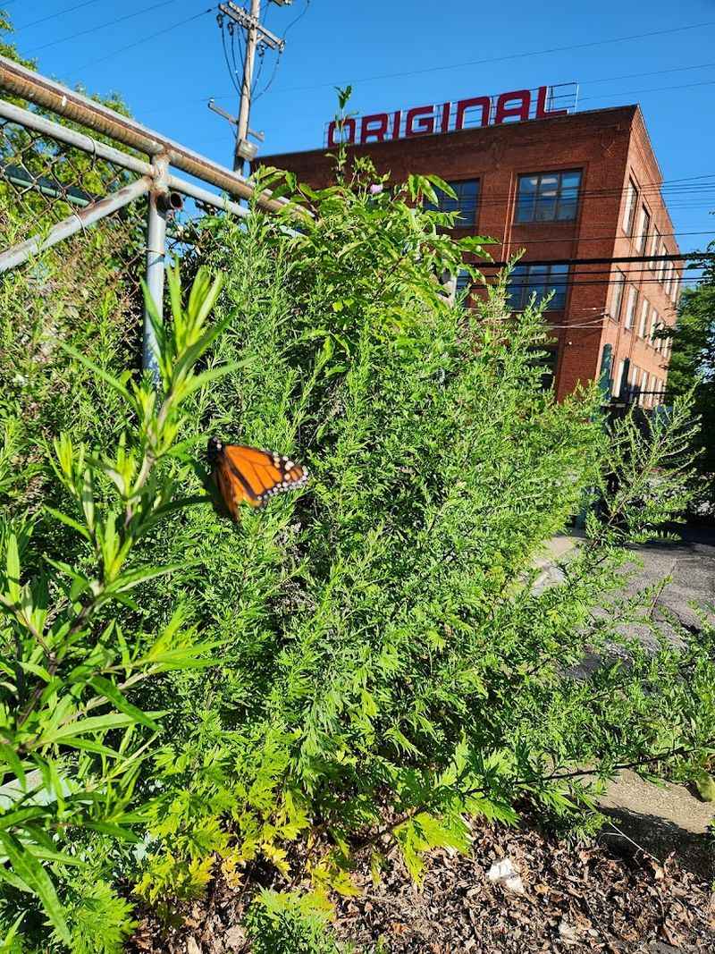 Browse Cuyahoga SWCD Native Plant Sales