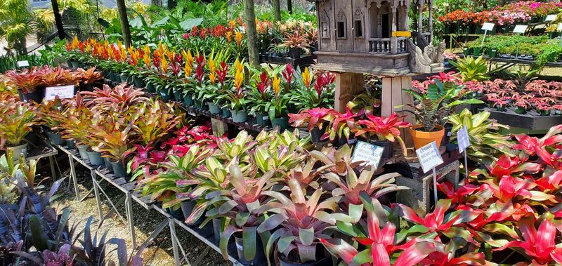 Browse Pinder’s Nursery In Palm City Browse Pinder’s Nursery In Palm City