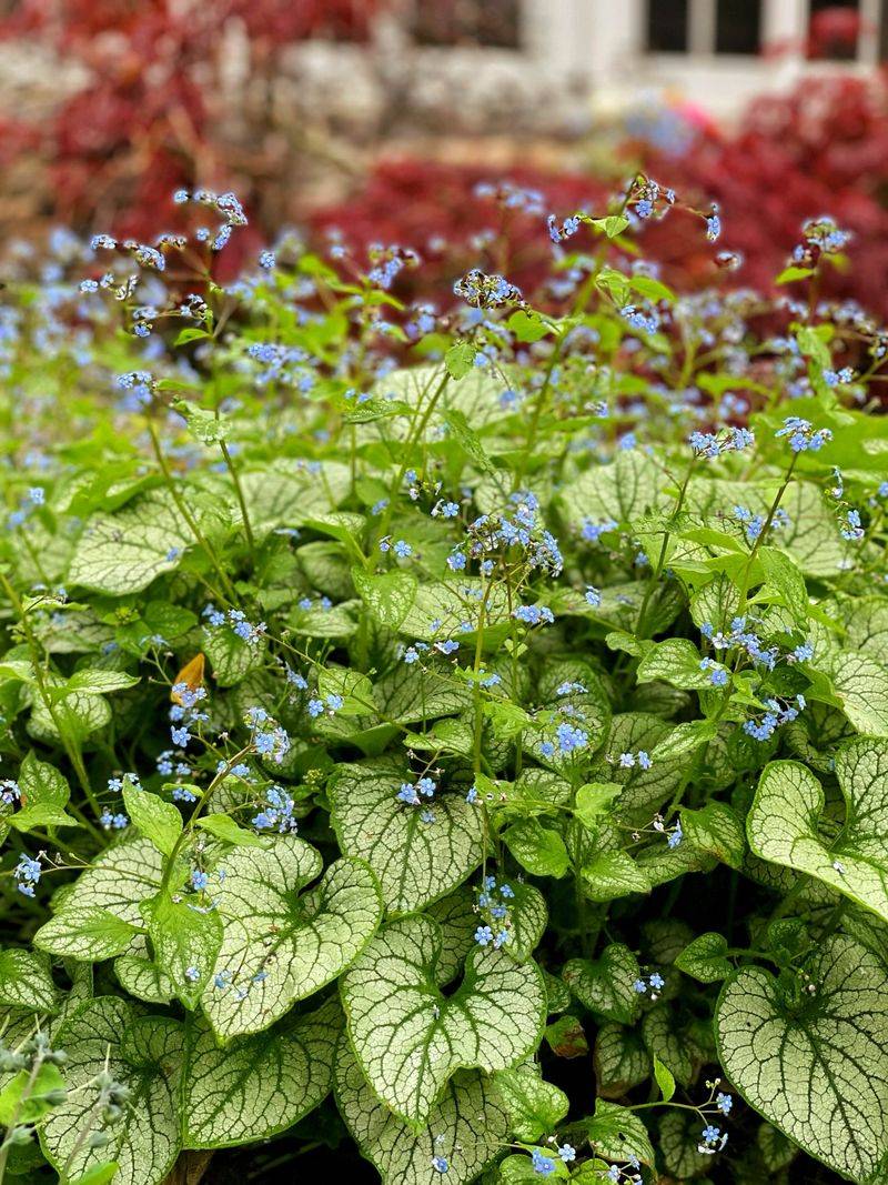 Brunnera Covers Bare Shade With Big Soft Leaves