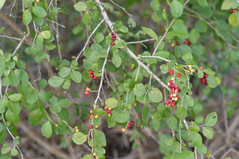 Brush Holly (Xylosma Flexuosa)